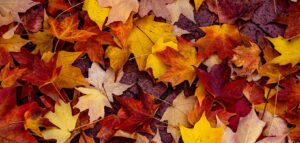 Podcast: őszi adócsomag