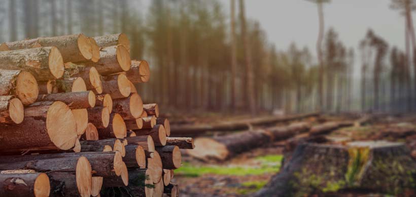 EUDR: áruelkobzás jár az erdőirtás elleni EU rendelet megsértéséért